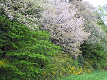 平泉中尊寺158.jpg