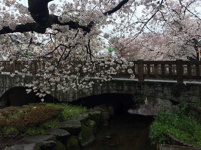 宿河原桜１.jpg