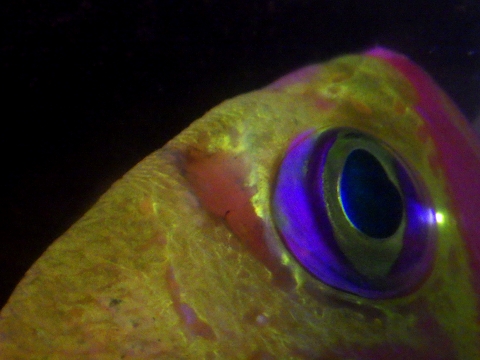 バラハナダイ（Odontanthias katayamai）41　深海魚飼育　治癒