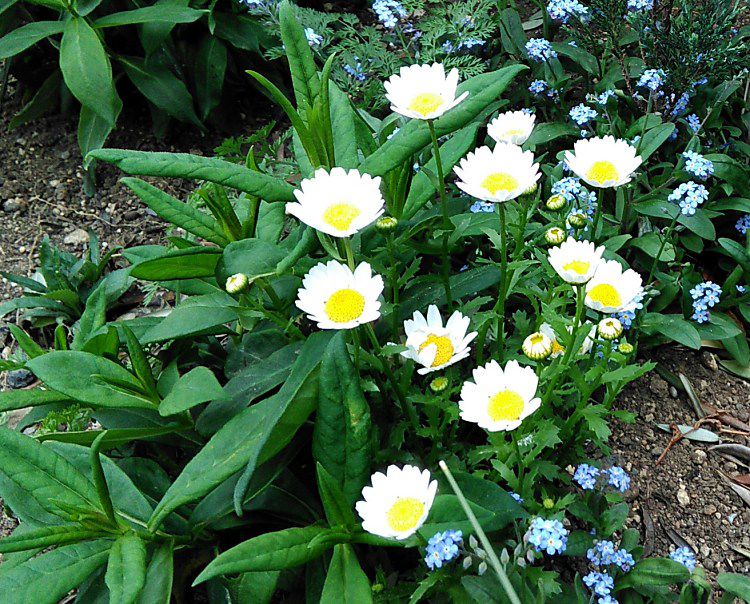 こぼれ種と種蒔きから咲いた花 Miraiの庭 つれづれに 楽天ブログ