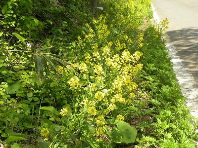 DSCN8862.jpg
