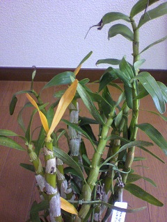 2013012509420000.jpg