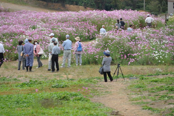 夢の平　秋桜