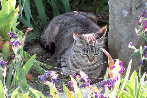 我が家のニャンコ♪2016/5/19-3