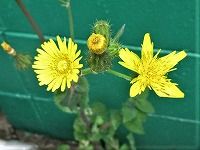 誕生花のないノゲシ 野芥子 の花言葉 見間違ってはいや 冬も見かけるようになった 悠久 の黄色い花 弥生おばさんのガーデニングノート 花と緑の365日 楽天ブログ