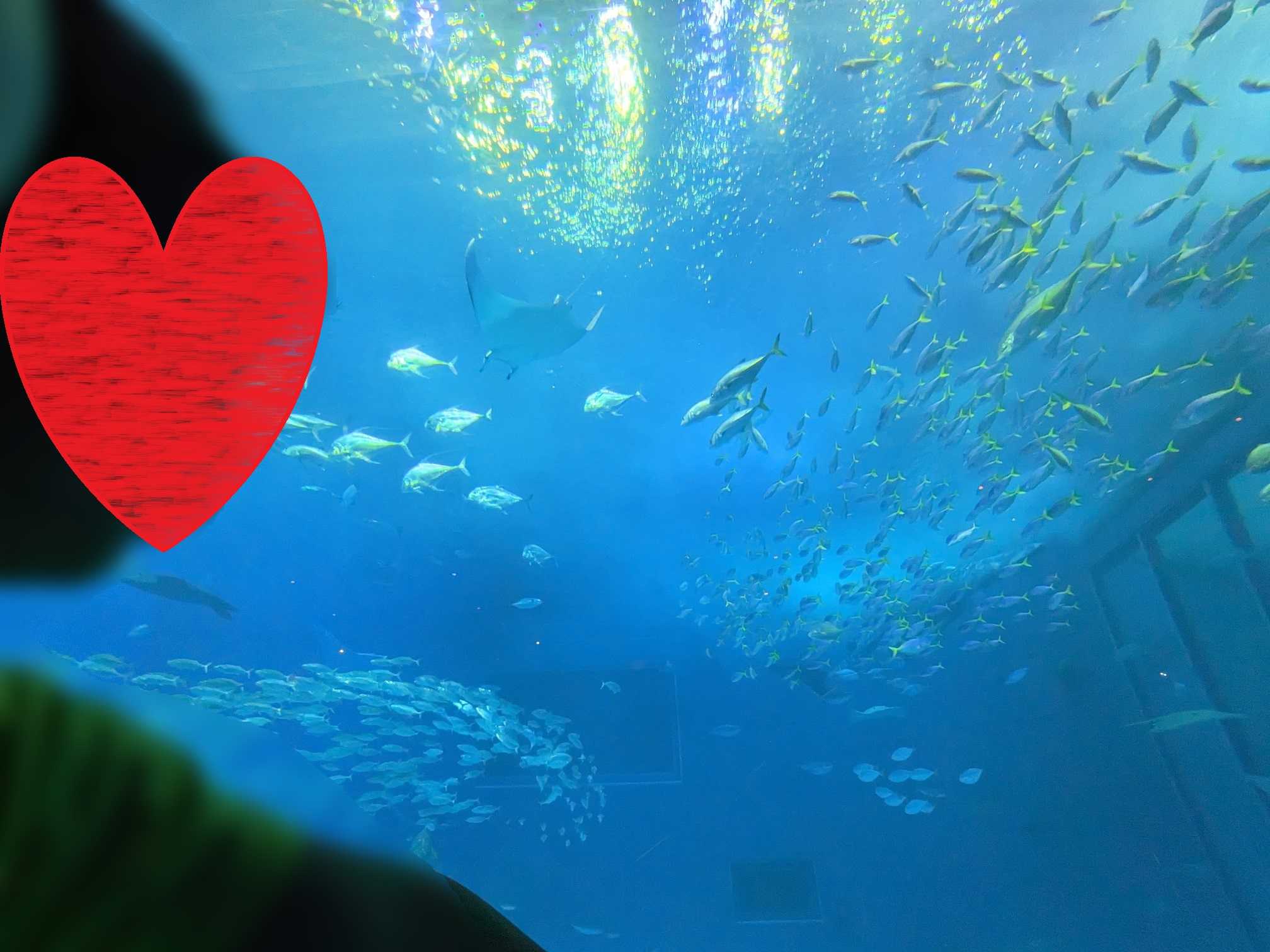 初めての美ら海水族館