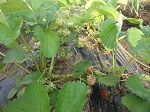 DSC01755.JPG