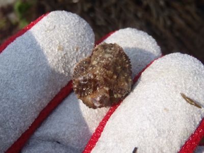 和歌山磯採集2013年4月上旬16　イボトゲガニ（ヒラトゲガニ）（Hapalogaster dentata）