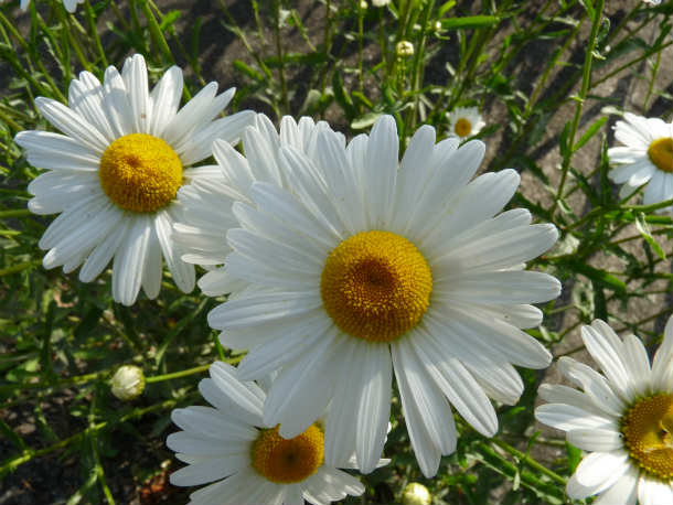 sP1010035.jpg