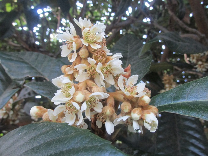 ビワ(枇杷)の花 気ままな生活 楽天ブログ ビワ(枇杷)の花 気ままな生活 楽天ブログ
