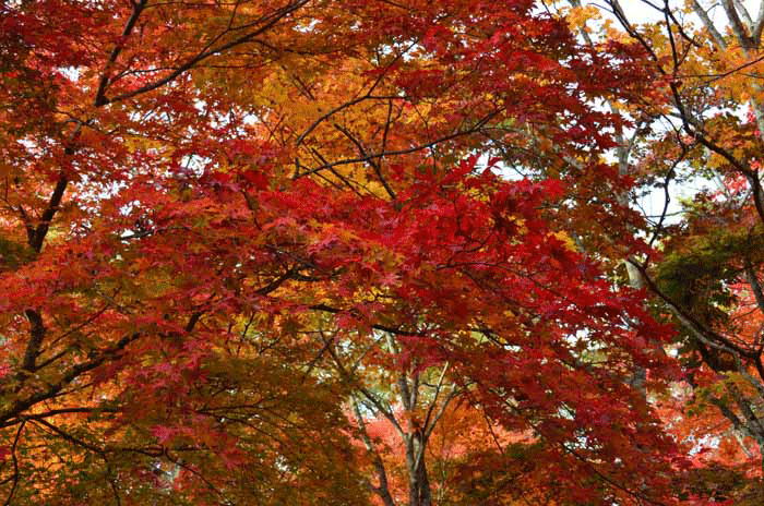 福原山荘紅葉 | 十勝よろず写真館 - 楽天ブログ