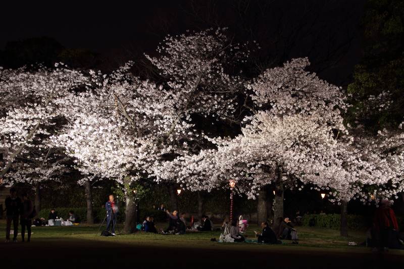 大阪城公園夜桜_3.jpg