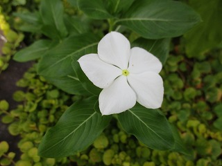IMG_5971ss.jpg