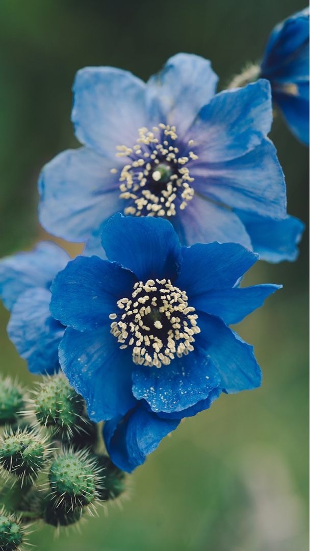 花の画像検索のアプリ Picture This のギャラリー 壁紙で見つけたヒマラヤの青い芥子 Music Land 私の庭の花たち 楽天ブログ