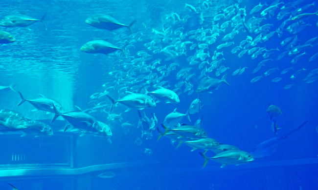 魚６