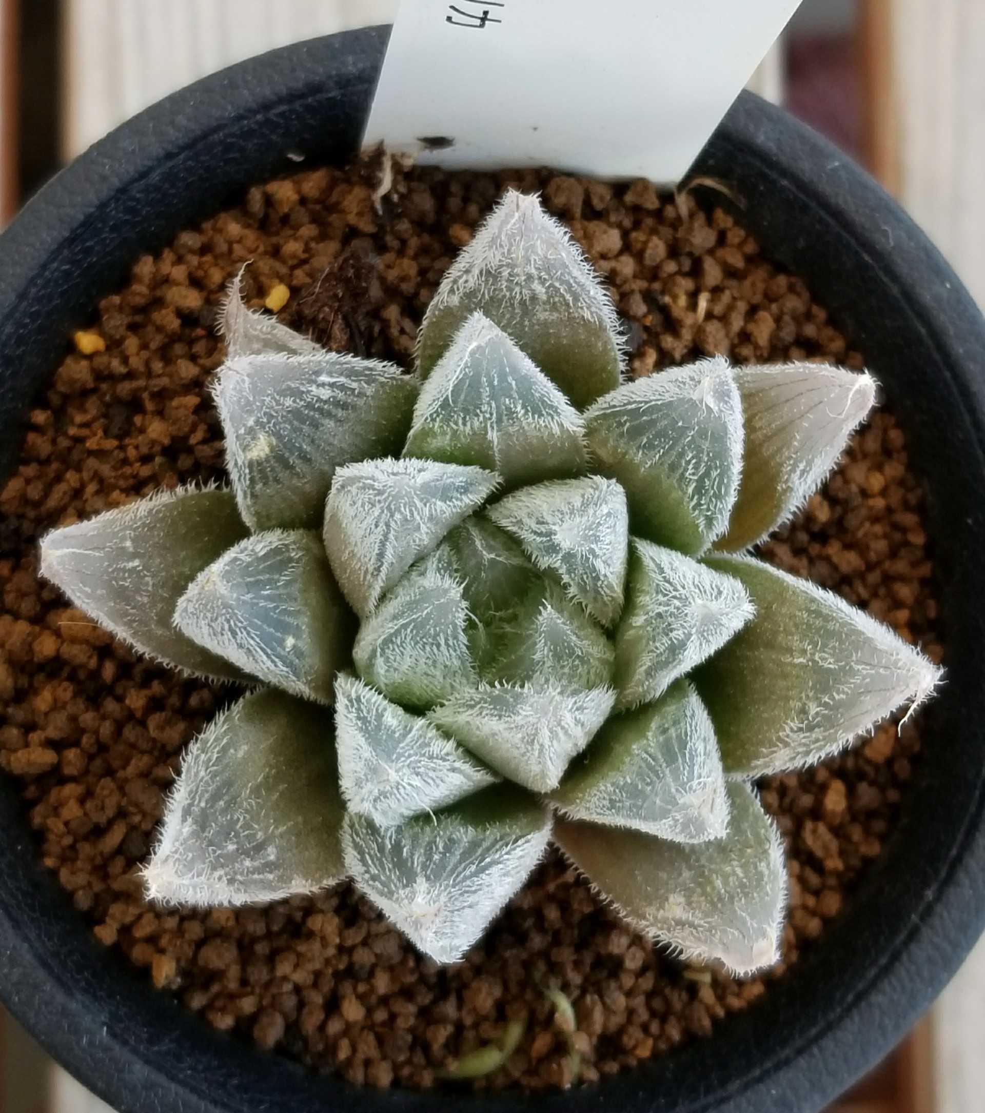 ホワイトフォックス&ベヌスタ | デルオの多肉日記 - 楽天ブログ