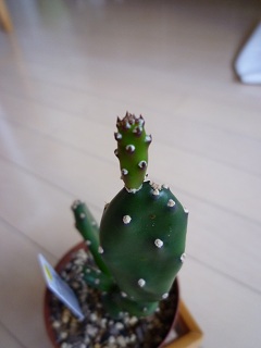 sabo5