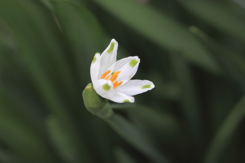野草_009スノーフレイク.jpg