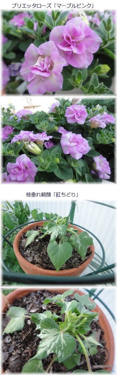 裏庭のお花紹介