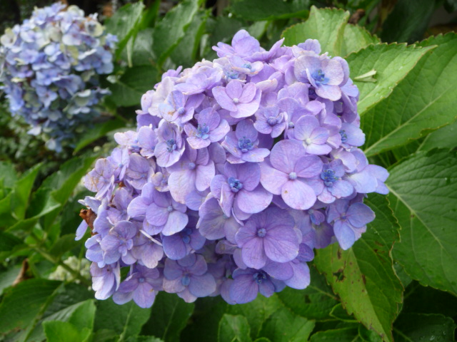 661 紫陽花