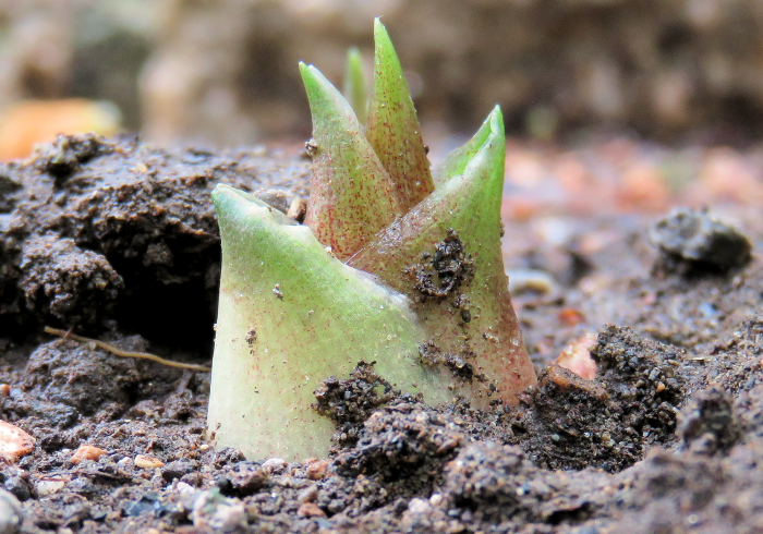 庭の隅に植えたミョウガ 収穫しました 暇な日常も結構ふぁに 楽天ブログ