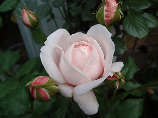 DSC01134.jpg