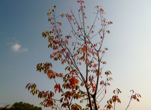 010 (500x366).jpg