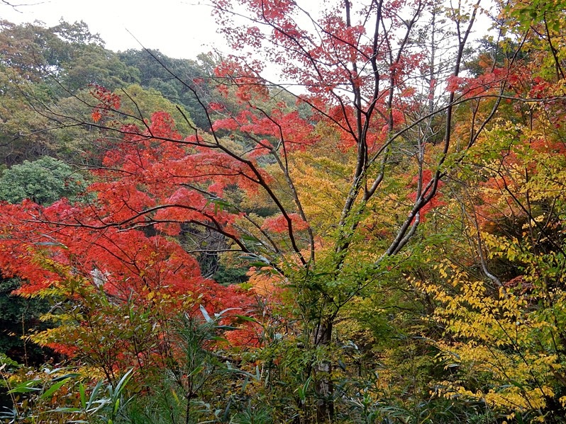 洞川湖畔の紅葉1.JPG