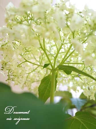 2016.7.5 アジサイ　見上げて.JPG