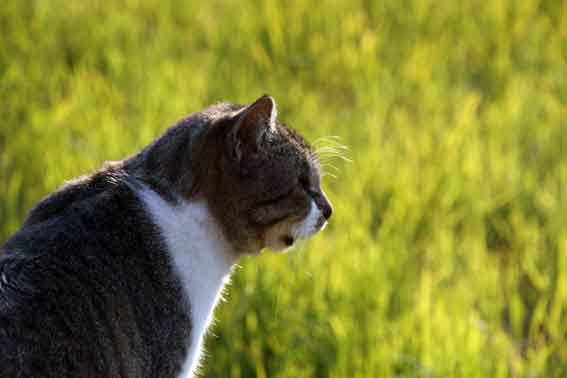我が家のニャンコ♪2013/12/4-1