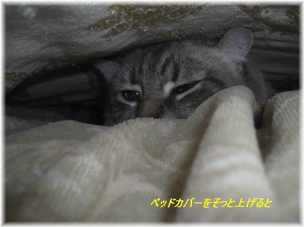 ベッドカバーを持ち上げると