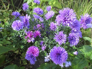 IMG_0672ss.jpg