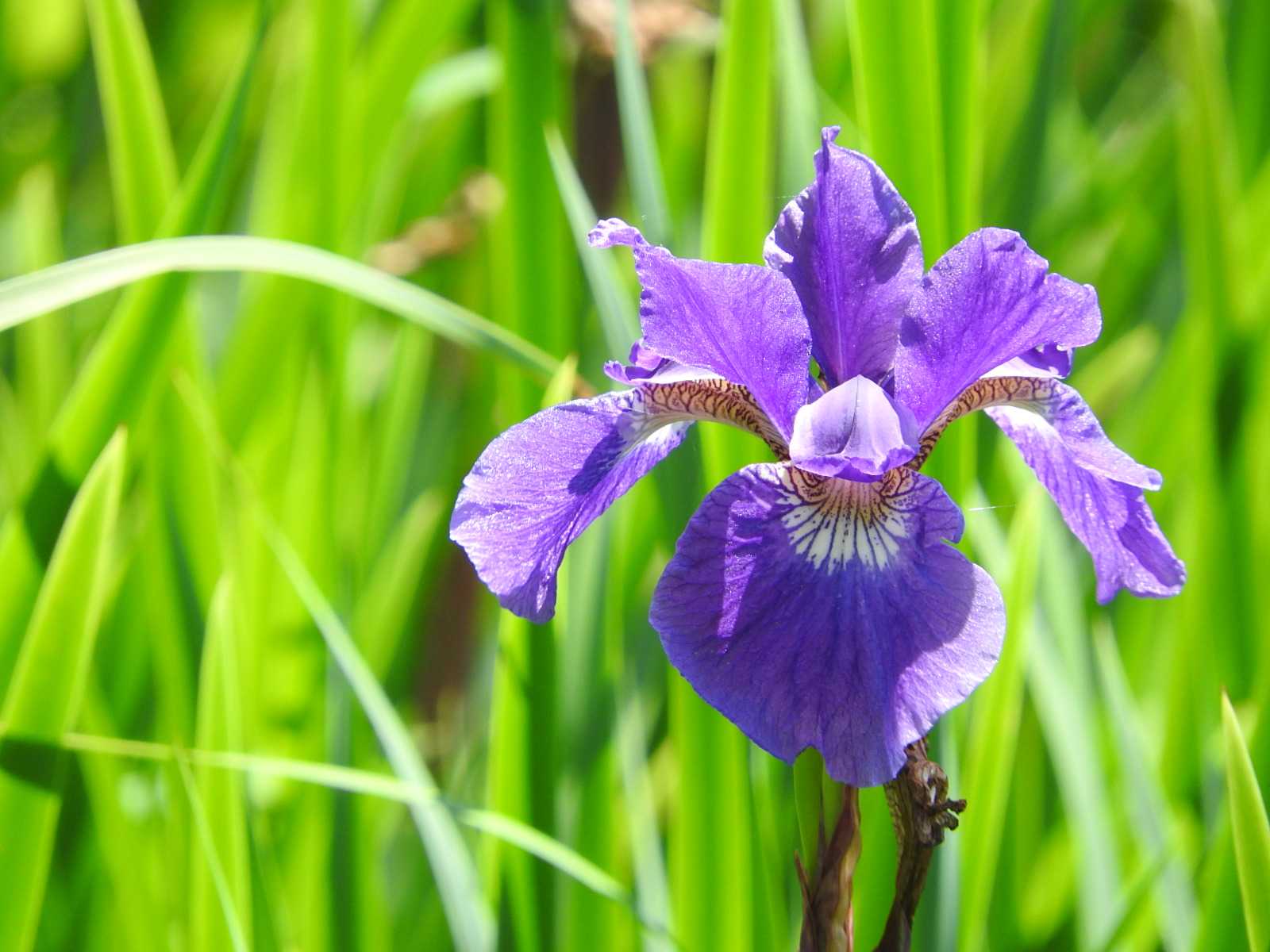 アヤメ 菖蒲 紫の花 ５月 花 無料写真 Bevepop フリー 写真素材 楽天ブログ
