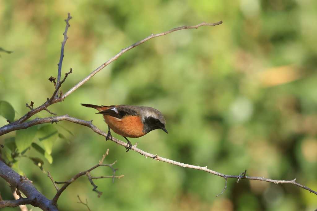 ジョウビタキ | ブログ タゲリの部屋 ホームページもあります https://birder-tageri.com - 楽天ブログ
