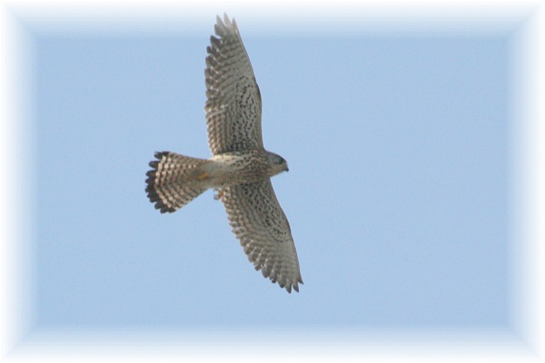 IMG_8472 ハヤブサ.jpg