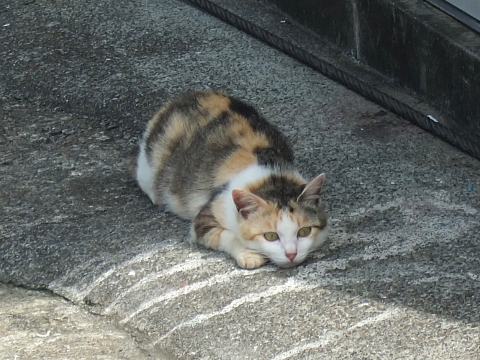 かわいこちゃん