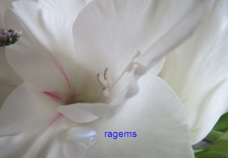 moonstonn on flower.jpg