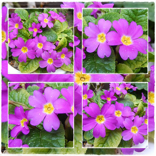 ロゼア