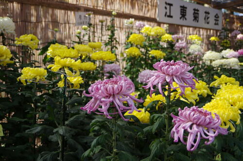 亀戸天神社 菊まつり