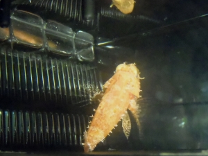 ディープウォータースコーピオンフィッシュ（deepwater scorpion fish）6
