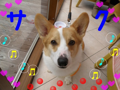 ｻｸ.JPG