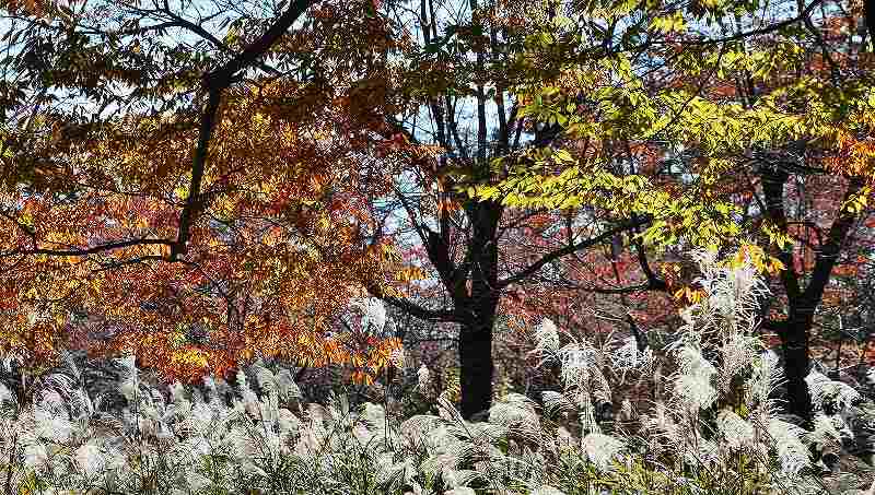 IMG_5242 (800x453).jpg