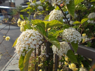 DSCF1218 (400x300).jpg