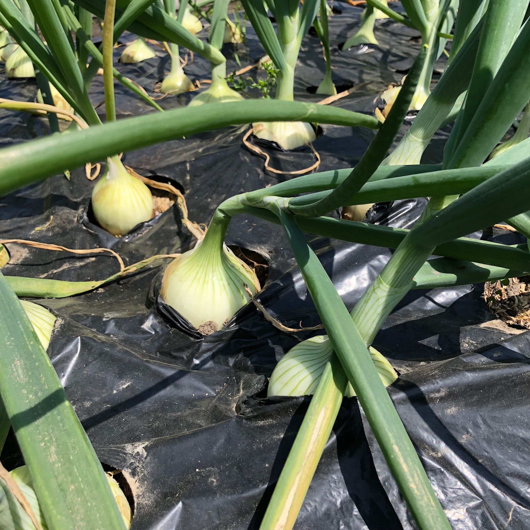 早生の玉ねぎ 収穫開始です ちょろ松の家庭菜園奮闘記 楽天ブログ
