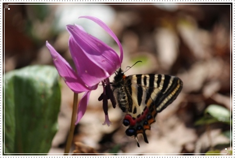 平栗-14 カタクリとギフチョウ-2 13.4.13