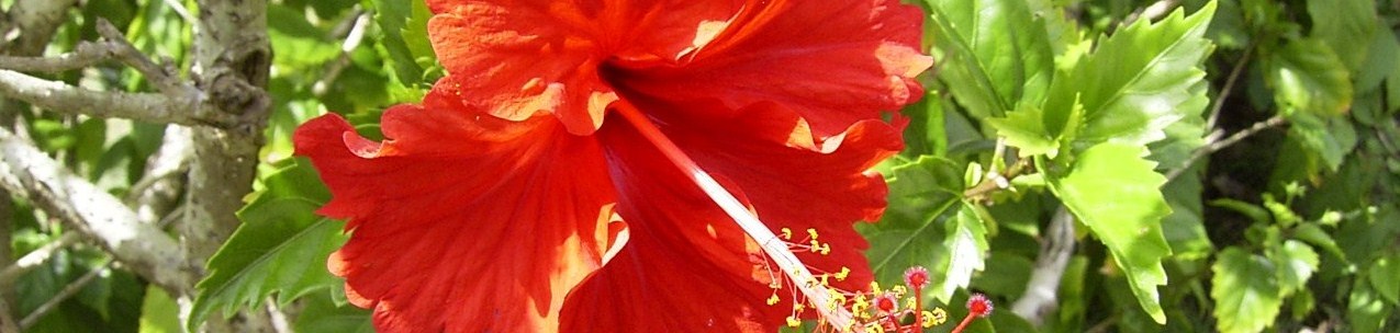 2008_0221_111034-RIMG0097.JPG