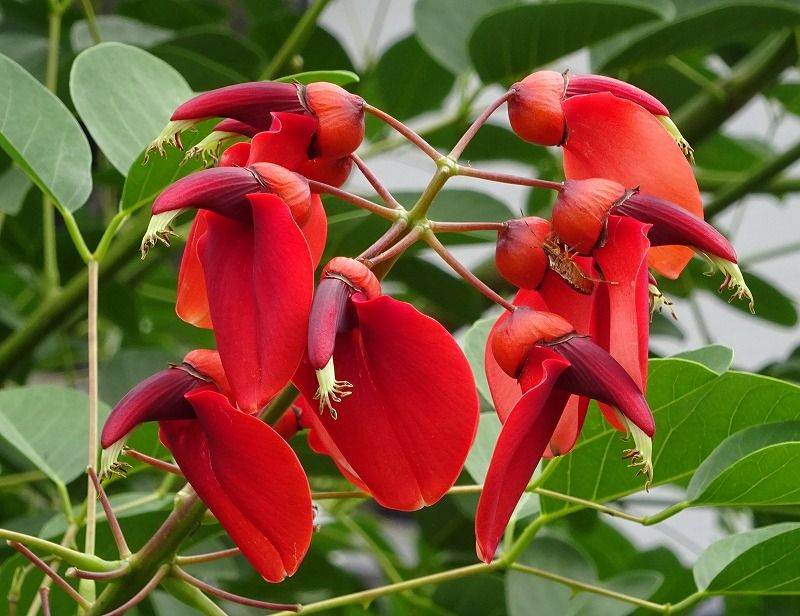 6月27日 今日の一花 アメリカデイゴ 亜米利加梯梧 Gazengamaのブログ 散歩中に出合った花と趣味の陶芸作品 楽天ブログ