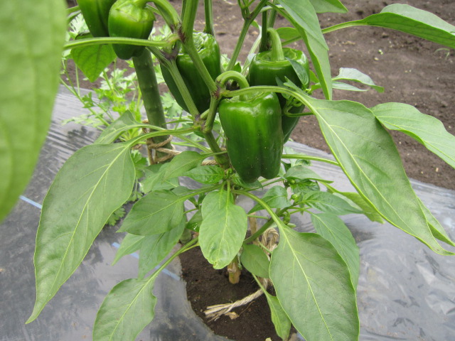 20120617パプリカ.jpg