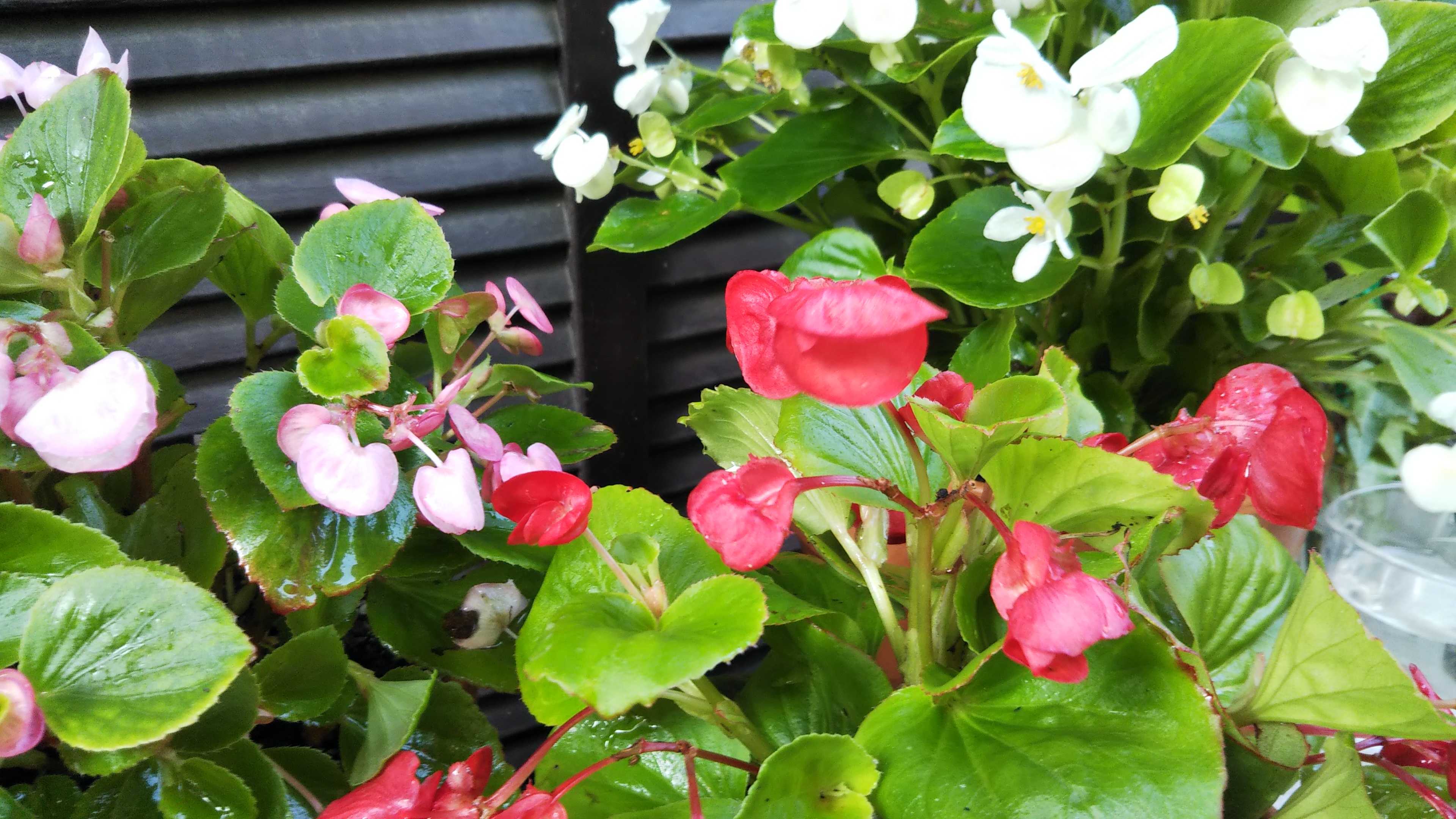 赤のベゴニア植え付け 土作りと挿し芽植え替え シェードガーデンと猫 楽天ブログ