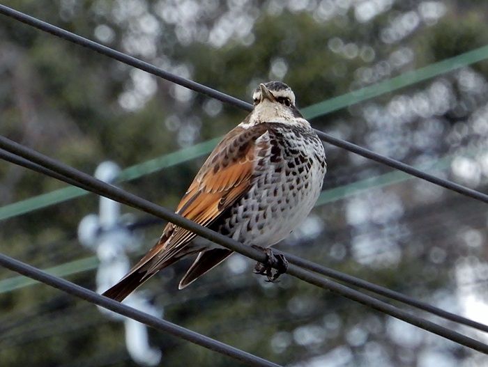 庭の赤い実と鳥たち ジュラのお散歩花日記 楽天ブログ